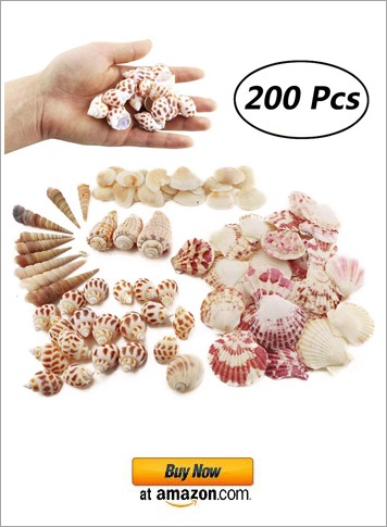 Weoxpr 200pcs Sea Shells Mixed Ocean Beach Seashells