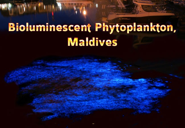 Bioluminescent-phytoplankton-maldives