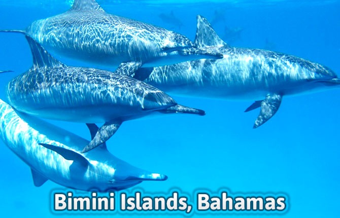 Bimini Islands Bahamas