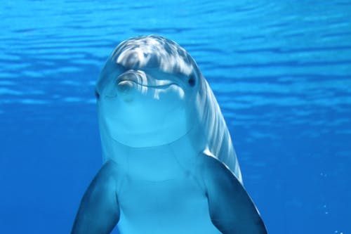 Interesting Facts about Dolphins and Porpoises 2