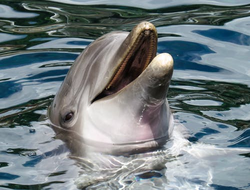 Interesting Facts about Dolphins and Porpoises