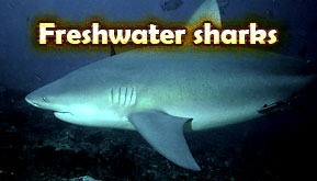 Freshwater sharks