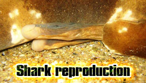 Shark reproduction