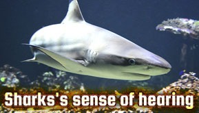 Sharks's sense of hearing