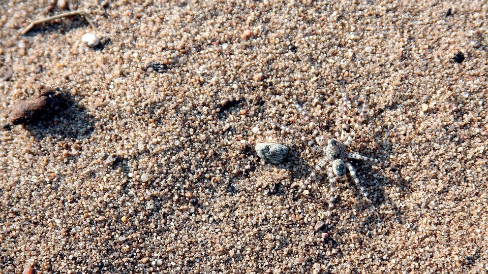 a spider by the sand on the beach