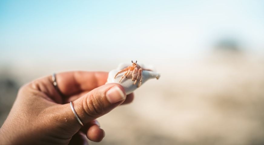 a close up of a person’s hand holding a shellfish