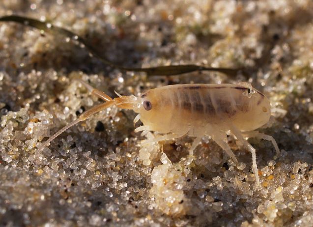 a close up of a sand flea at the beach of Baltic Sea at Bornholm island