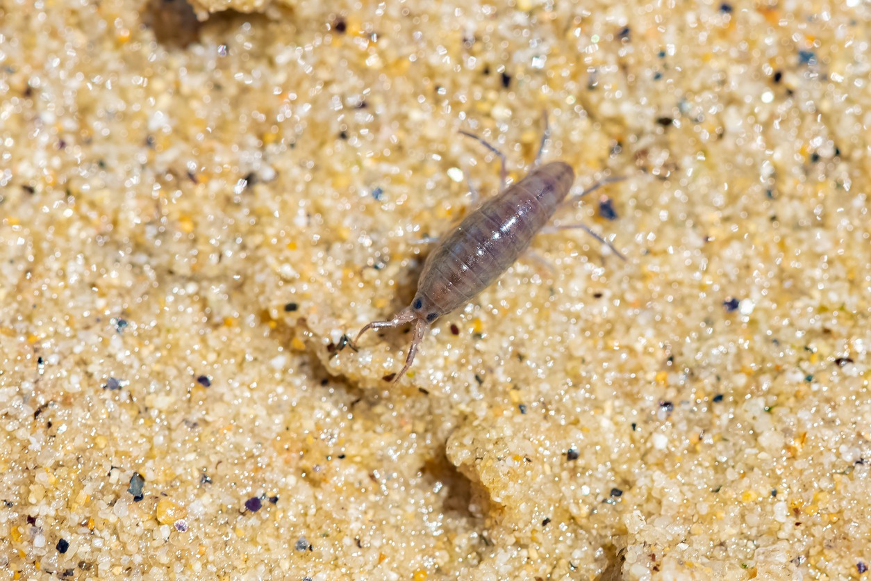 a close up of a sand flea