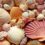 All About Seashells – Things You May Not Know