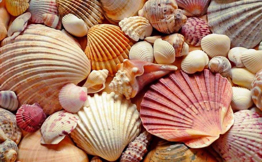 a collection of different seashells