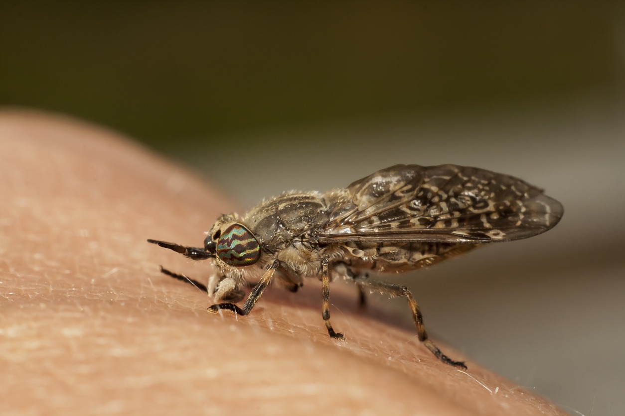 a macro image of a horse fly on a hand