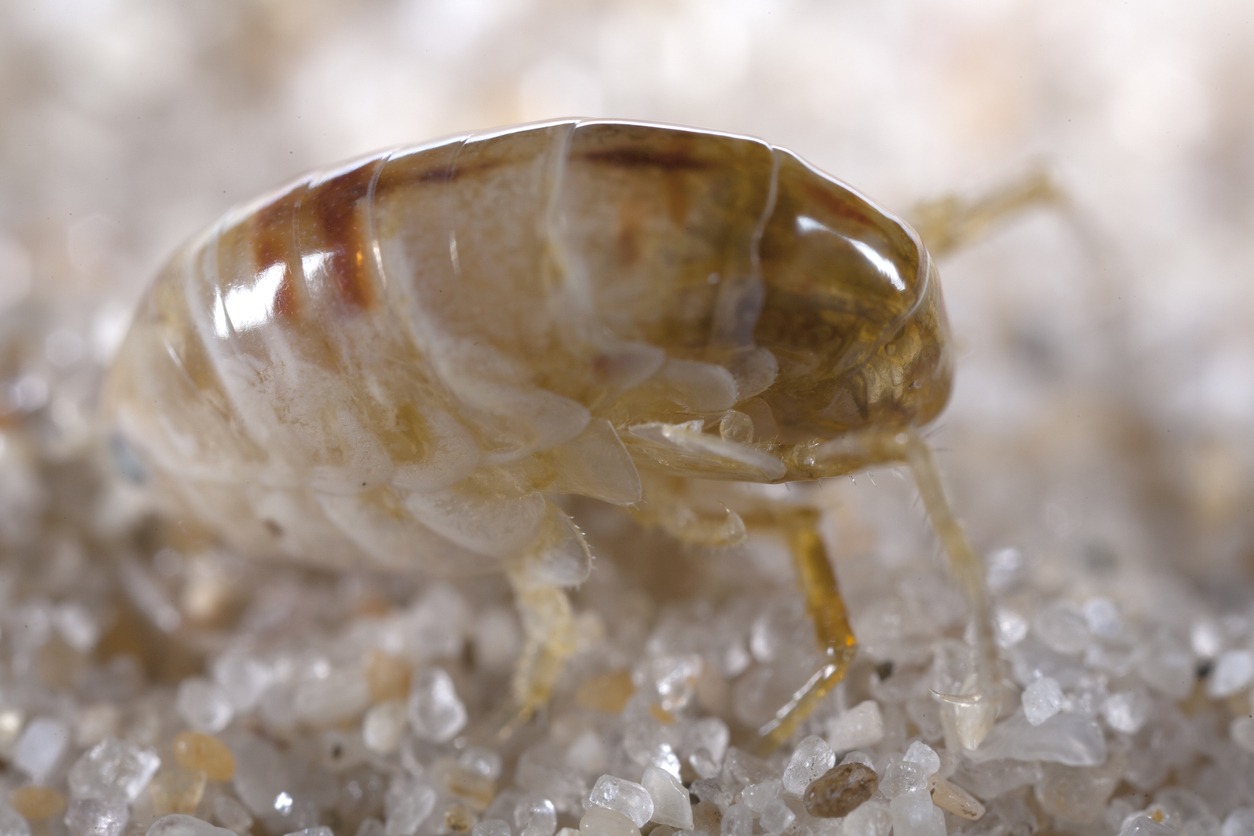 a macro photo of a sand flea