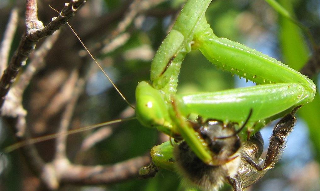 a midge in the family Ceratopogonidae sitting on the femorotibial joint of the front right leg of a mantis