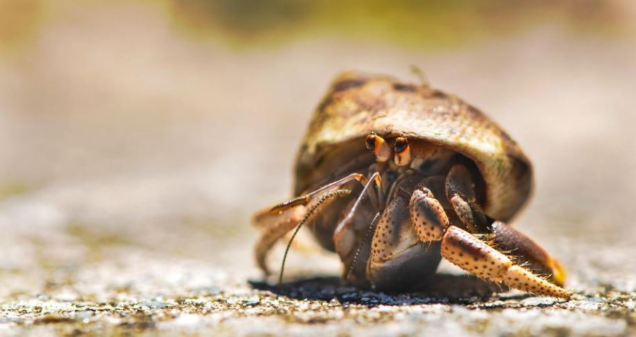 close up of a hermit crab