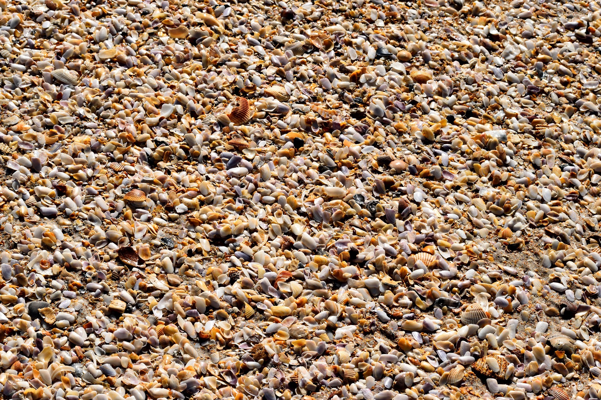 Beach-shells-crushed-pattern-shapes
