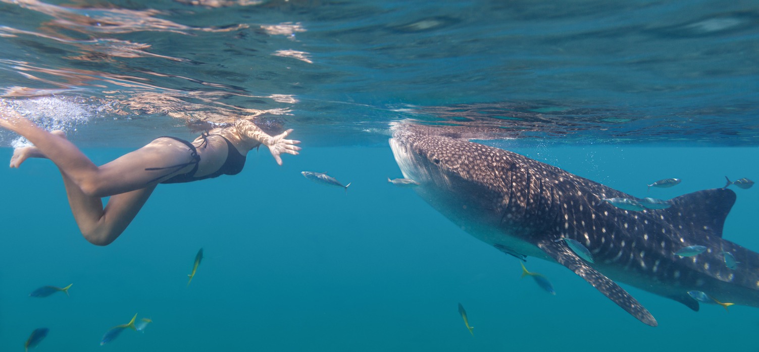 Woman swimming with whale sharks